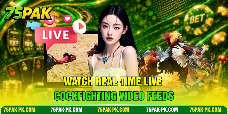 Watch real-time live cockfighting video feeds